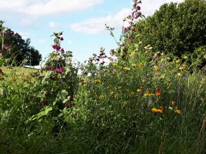 Wilde Blumenwiese auf dem Schellenberghof